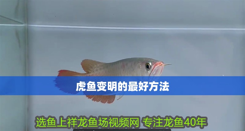 虎魚變明的最好方法