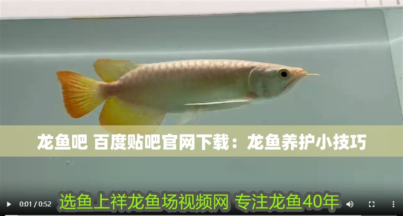 龍魚吧 百度貼吧官網下載：龍魚養護小技巧