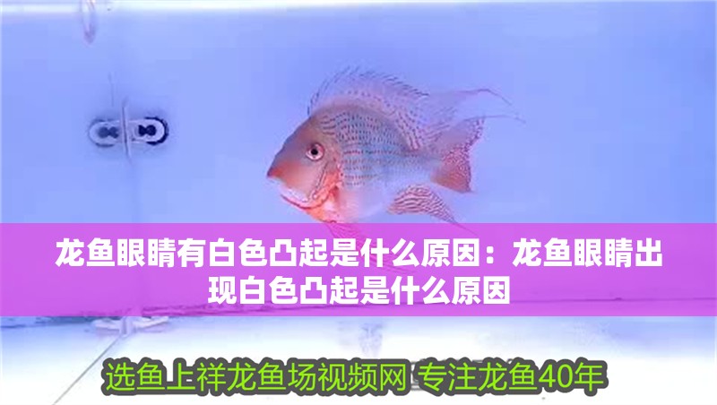 龍魚眼睛有白色凸起是什么原因：龍魚眼睛出現(xiàn)白色凸起是什么原因