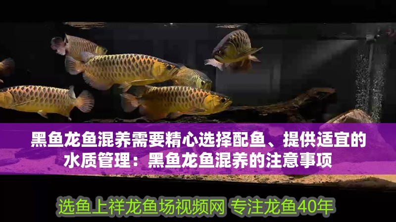 黑魚龍魚混養(yǎng)需要精心選擇配魚、提供適宜的水質(zhì)管理：黑魚龍魚混養(yǎng)的注意事項(xiàng)