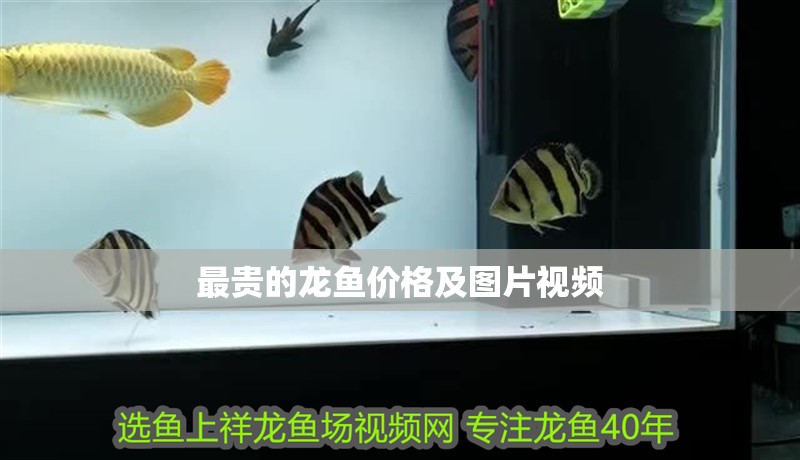 最貴的龍魚價格及圖片視頻