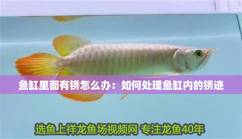 魚缸里面有銹怎么辦：如何處理魚缸內(nèi)的銹跡