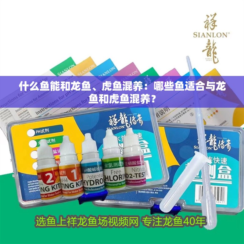什么魚能和龍魚、虎魚混養：哪些魚適合與龍魚和虎魚混養？