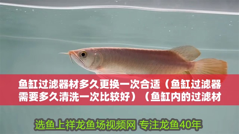 魚缸過濾器材多久更換一次合適（魚缸過濾器需要多久清洗一次比較好）（魚缸內(nèi)的過濾材料最好1-2周更換一次-2周更換一次）