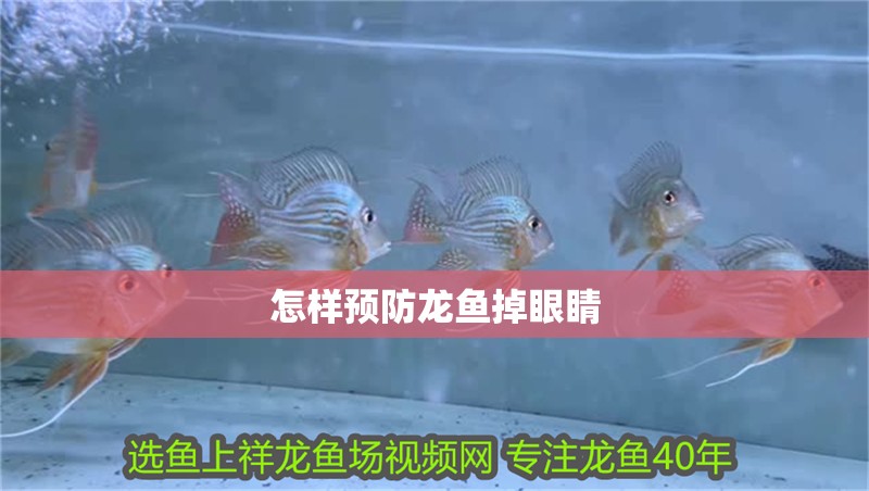 怎樣預(yù)防龍魚掉眼睛
