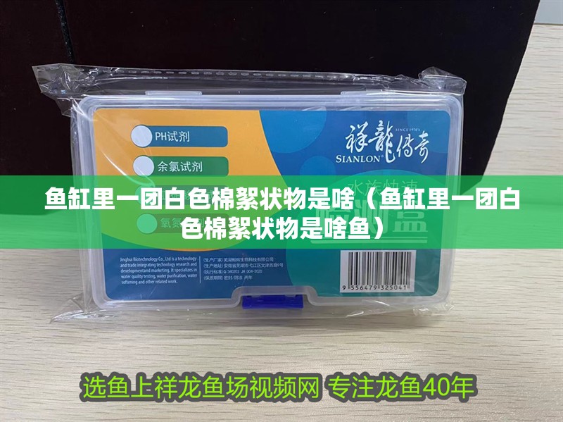 魚缸里一團白色棉絮狀物是啥（魚缸里一團白色棉絮狀物是啥魚）