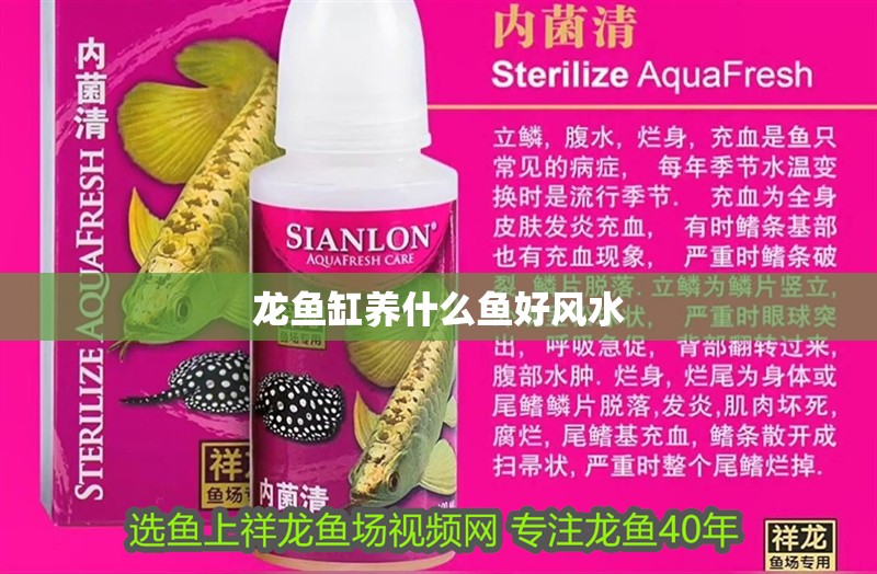 龍魚缸養什么魚好風水