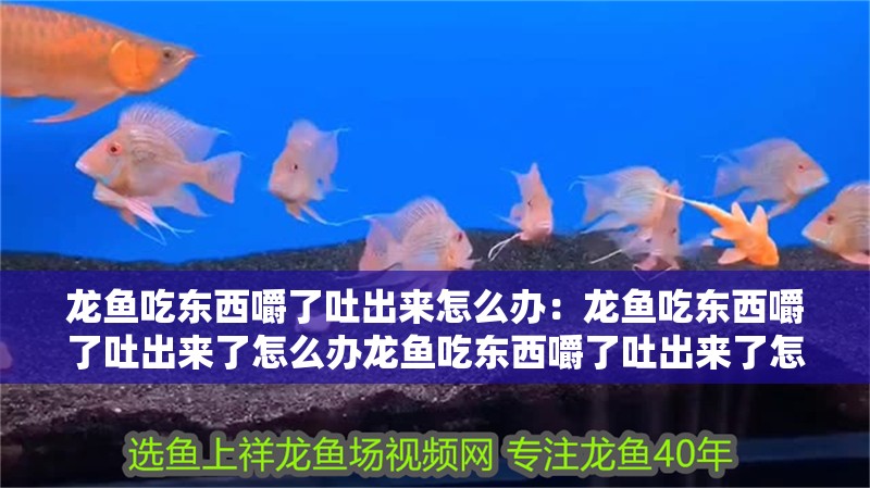 龍魚吃東西嚼了吐出來怎么辦：龍魚吃東西嚼了吐出來了怎么辦龍魚吃東西嚼了吐出來了怎么辦