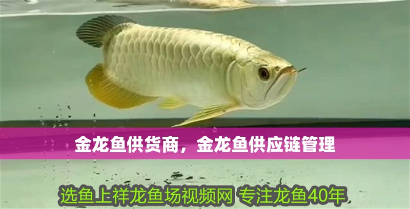 金龍魚供貨商，金龍魚供應鏈管理