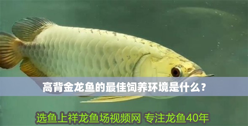 高背金龍魚的最佳飼養環境是什么？