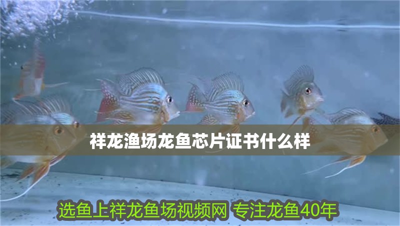 祥龍漁場龍魚芯片證書什么樣 祥龍漁場龍魚芯片證書什么樣 龍魚論壇