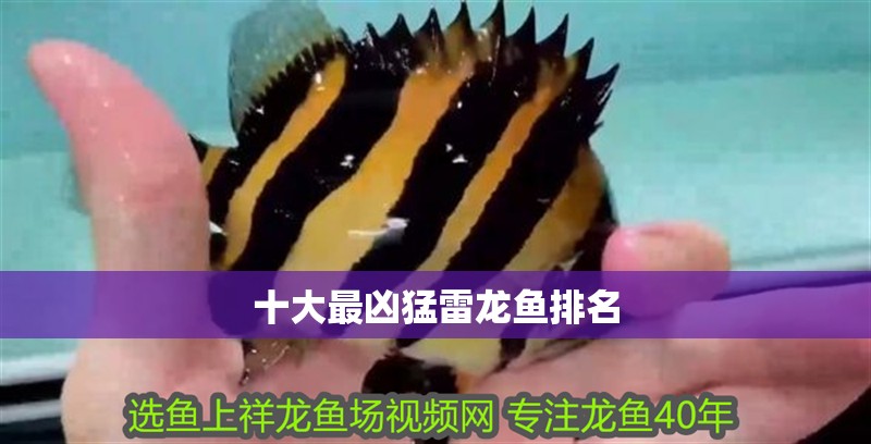 十大最兇猛雷龍魚排名