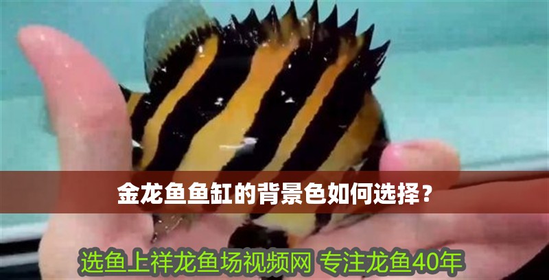金龍魚魚缸的背景色如何選擇？