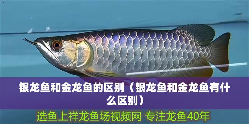 銀龍魚和金龍魚的區別（銀龍魚和金龍魚有什么區別）