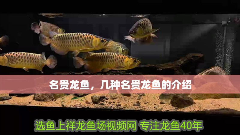 名貴龍魚(yú)，幾種名貴龍魚(yú)的介紹