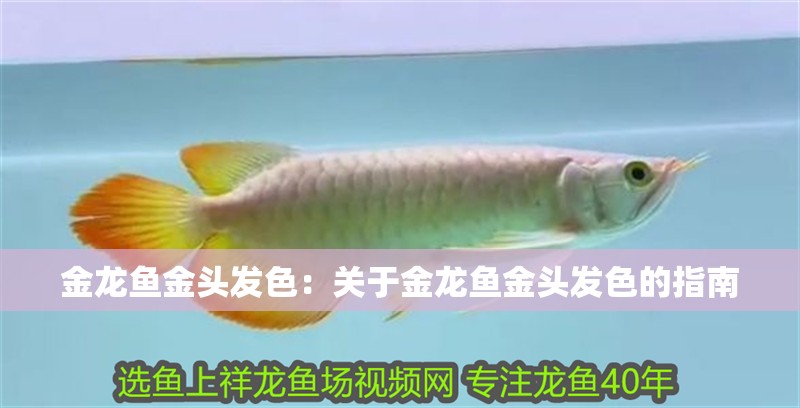 金龍魚金頭發色：關于金龍魚金頭發色的指南