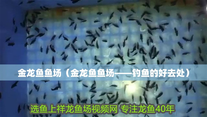 金龍魚魚場（金龍魚魚場——釣魚的好去處）