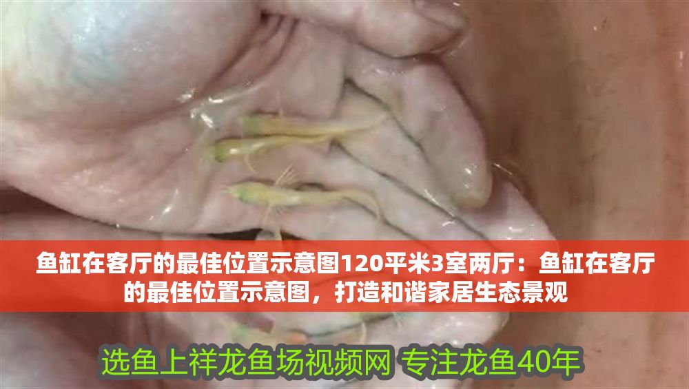 魚缸在客廳的最佳位置示意圖120平米3室兩廳：魚缸在客廳的最佳位置示意圖，打造和諧家居生態(tài)景觀