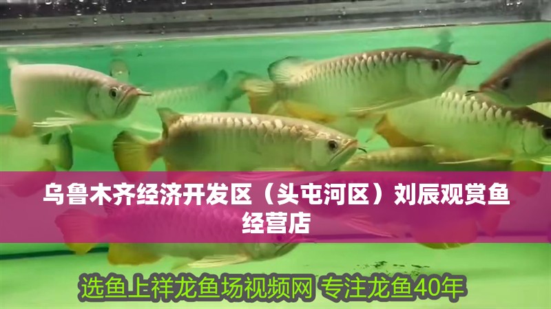 烏魯木齊經濟開發區（頭屯河區）劉辰觀賞魚經營店