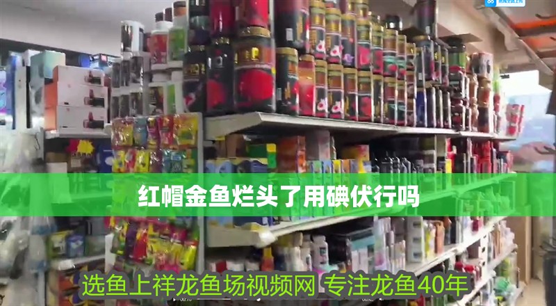 紅帽金魚爛頭了用碘伏行嗎