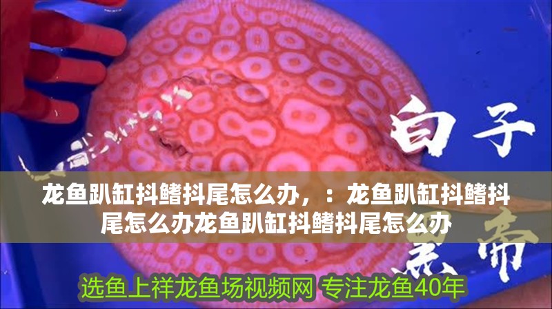 龍魚趴缸抖鰭抖尾怎么辦，：龍魚趴缸抖鰭抖尾怎么辦龍魚趴缸抖鰭抖尾怎么辦