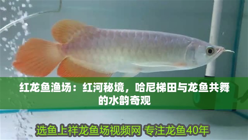 紅龍魚漁場：紅河秘境，哈尼梯田與龍魚共舞的水韻奇觀