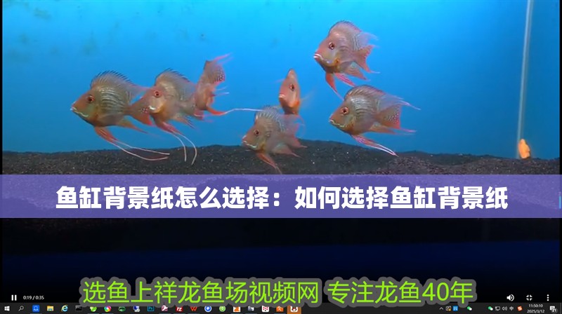 魚缸背景紙怎么選擇：如何選擇魚缸背景紙