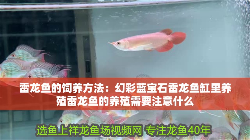 雷龍魚的飼養方法：幻彩藍寶石雷龍魚缸里養殖雷龍魚的養殖需要注意什么