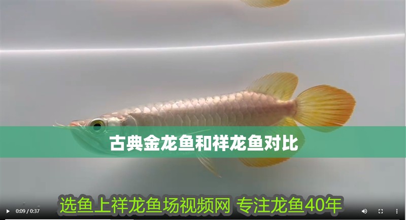古典金龍魚和祥龍魚對比