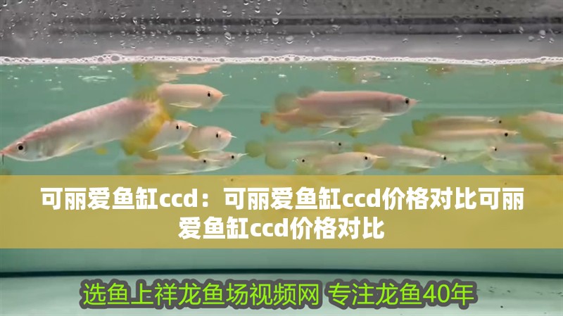可麗愛魚缸ccd：可麗愛魚缸ccd價格對比可麗愛魚缸ccd價格對比 可麗愛魚缸ccd：可麗愛魚缸ccd價格對比可麗愛魚缸ccd價格對比 魚缸百科
