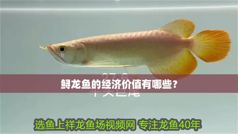 鱘龍魚的經濟價值有哪些？