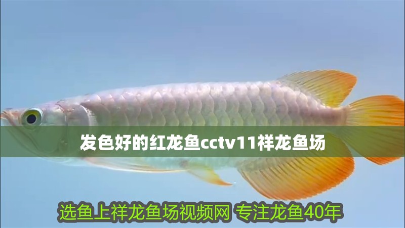 發(fā)色好的紅龍魚cctv11祥龍魚場(chǎng)
