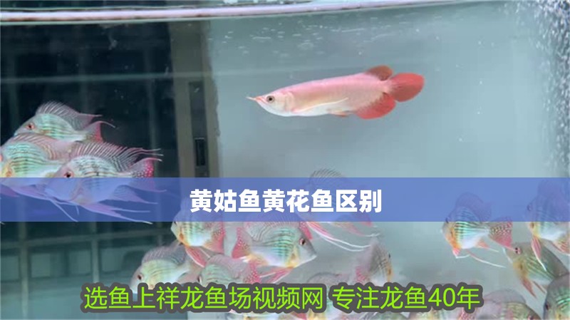 黃姑魚黃花魚區別