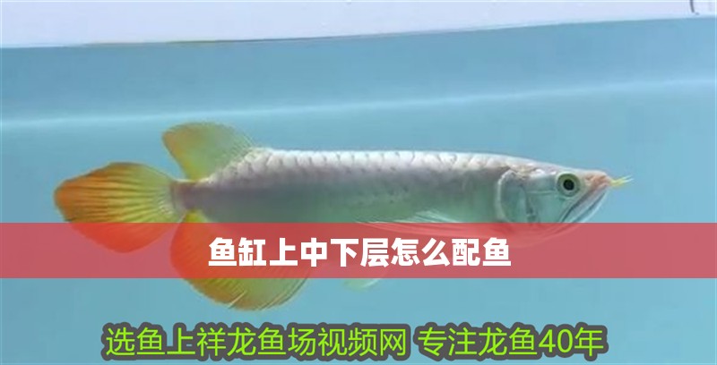 魚缸上中下層怎么配魚