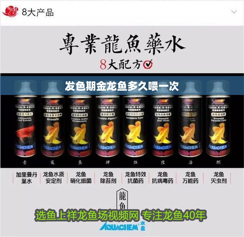 發(fā)色期金龍魚(yú)多久喂一次