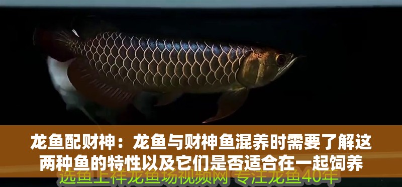 龍魚配財(cái)神：龍魚與財(cái)神魚混養(yǎng)時(shí)需要了解這兩種魚的特性以及它們是否適合在一起飼養(yǎng)