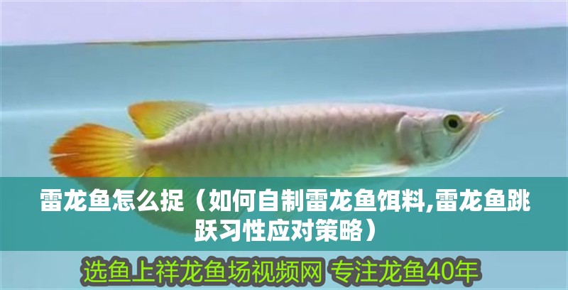 雷龍魚怎么捉（如何自制雷龍魚餌料,雷龍魚跳躍習(xí)性應(yīng)對策略）