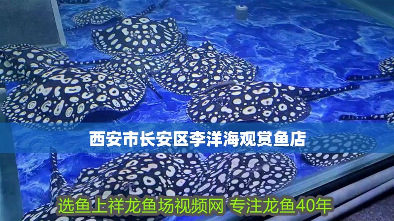 西安市長安區李洋海觀賞魚店