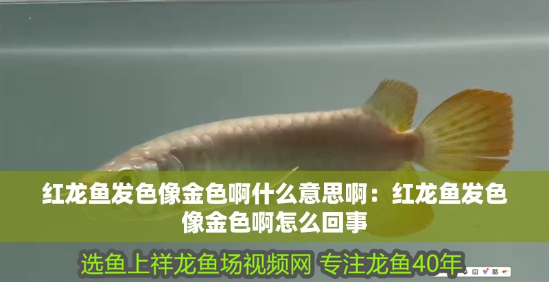 紅龍魚發色像金色啊什么意思?。杭t龍魚發色像金色啊怎么回事