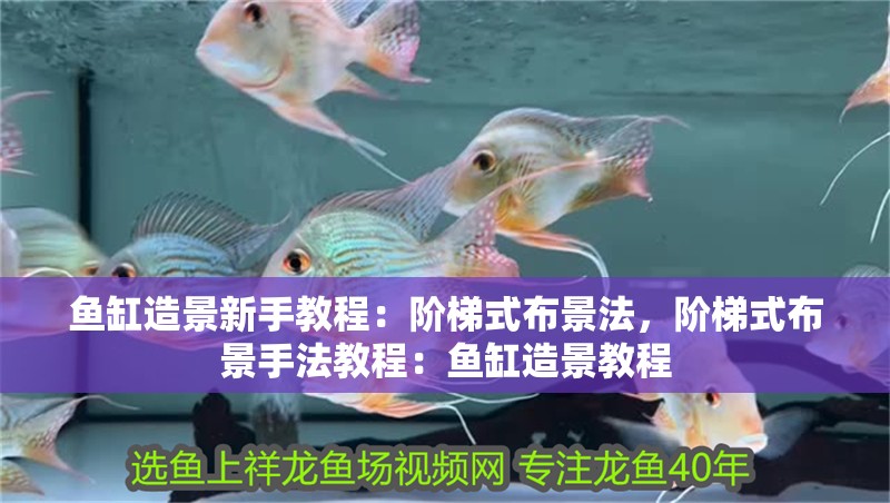 魚缸造景新手教程：階梯式布景法，階梯式布景手法教程：魚缸造景教程