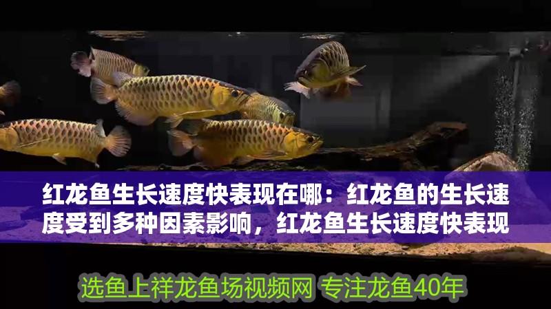 紅龍魚生長(zhǎng)速度快表現(xiàn)在哪：紅龍魚的生長(zhǎng)速度受到多種因素影響，紅龍魚生長(zhǎng)速度快表現(xiàn)在哪