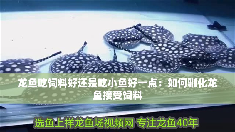 龍魚吃飼料好還是吃小魚好一點：如何馴化龍魚接受飼料