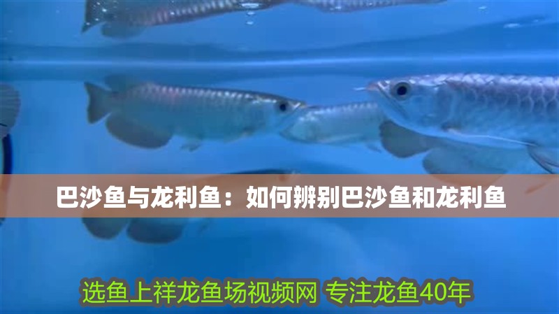 巴沙魚與龍利魚：如何辨別巴沙魚和龍利魚