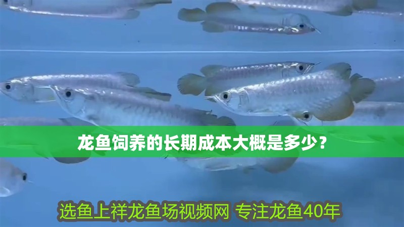 魚缸用增氧泵價格是多少:魚缸增氧機-xtrac增氧機-xtrac增氧機 龍魚飼養(yǎng)的長期成本大概是多少? 龍魚論壇 龍魚飼養(yǎng)的長期成本大概是多少? 龍魚飼養(yǎng)的長期成本大概是多少? 龍魚論壇