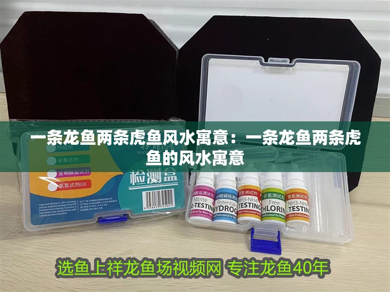 一條龍魚兩條虎魚風水寓意：一條龍魚兩條虎魚的風水寓意