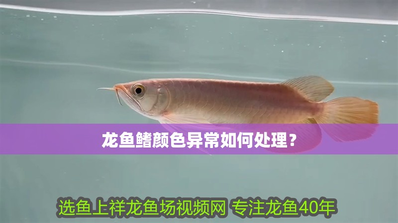龍魚鰭顏色異常如何處理？