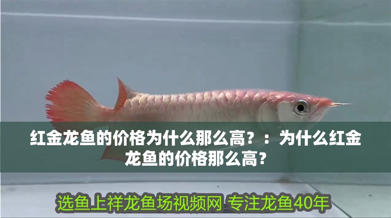 紅金龍魚的價格為什么那么高？：為什么紅金龍魚的價格那么高？