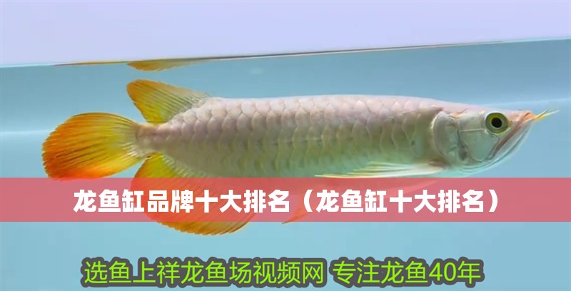 龍魚(yú)缸品牌十大排名（龍魚(yú)缸十大排名）