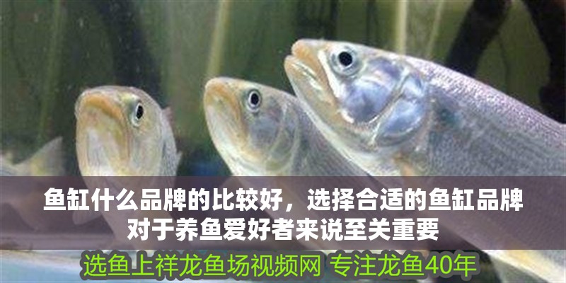 魚缸什么品牌的比較好，選擇合適的魚缸品牌對于養魚愛好者來說至關重要