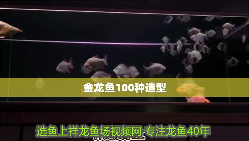 金龍魚100種造型